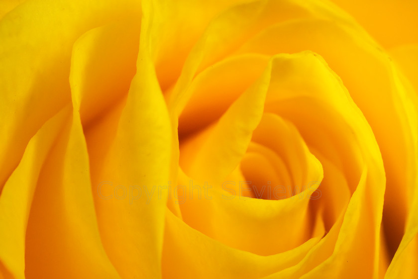 Rose DSC0469 
 Small yellow rose 
 Keywords: yellow rose, petals, patterns