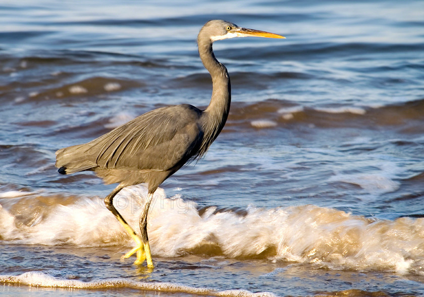 Heron Muscat 
 Keywords: Beach, Birds, Heron, Muscat, Oman, Sea, Seaside, Dive Club Oman, waves