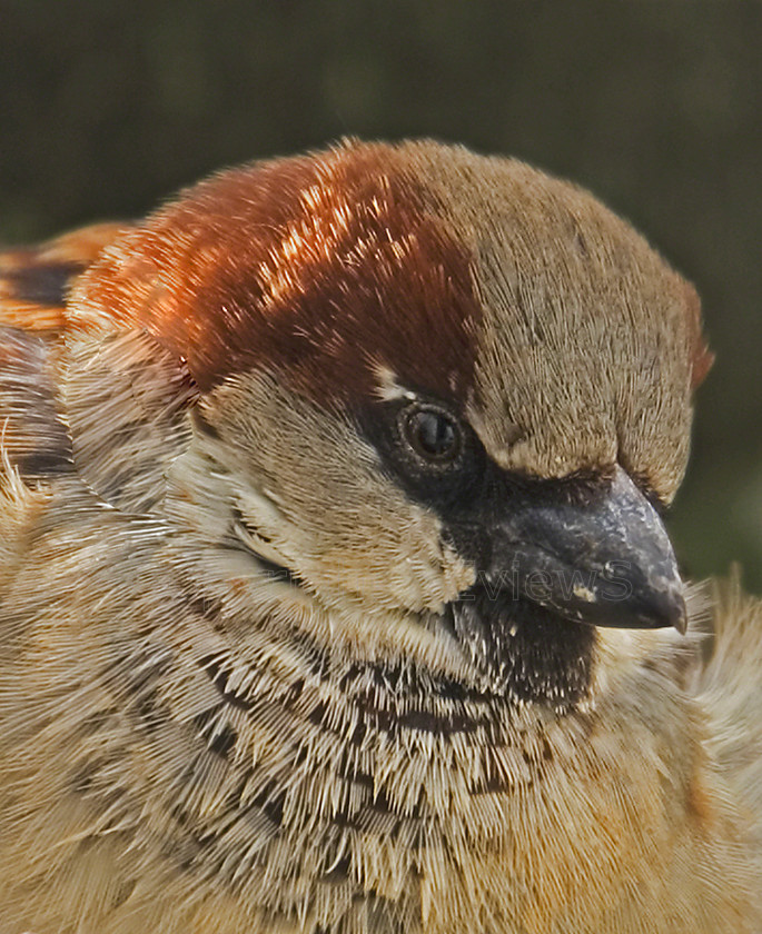 House Sparrow 
 KONICA MINOLTA DIGITAL CAMERA 
 Keywords: Bird, Camberley, Paster domesticus, Sparrow