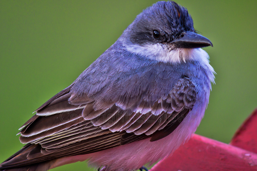 Eastern Kingbird8846 
 Eastern Kingbird on red roof 
 Keywords: Eastern Kingbird (Tyrannus tyrannus), St Kitts & Nevis, Hermitage Plantation Inn: Pond Hill, Nevis, Caribbean