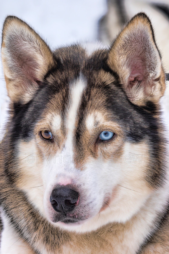 Huskies5289 
 Huskies on dog sledding trip in Finland 
 Keywords: Tervahovi, Finland, brown eye, blue eye Husky dog sledding