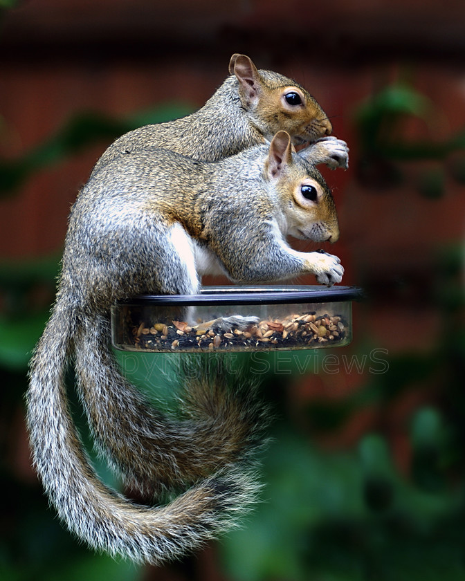 Squir0029 
 Keywords: Grey squirrel, Camberley, Surrey, UK, EU