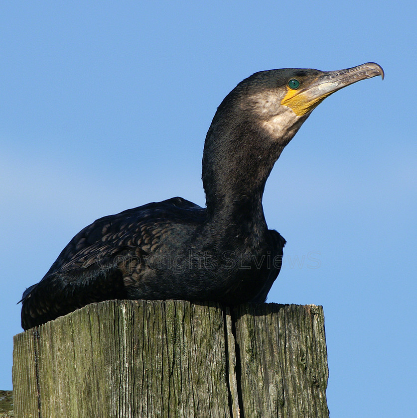 Cormorant0060 
 KONICA MINOLTA DIGITAL CAMERA 
 Keywords: Cormorant, Phalacrocorax carbo, blue sky, River Arun, Littlehamton, West Sussex