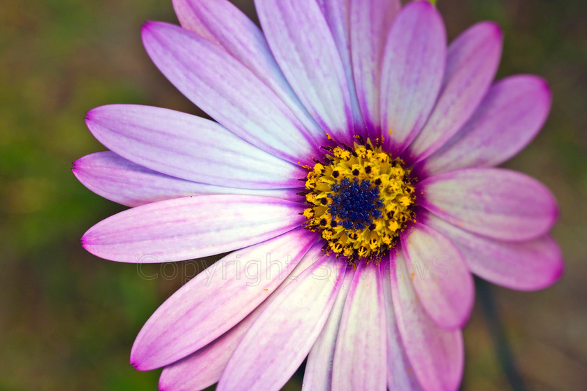 White yellow & purple daisy 
 White, yellow & purple daisy 
 Keywords: White, Purple, yellow, Flower, daisy