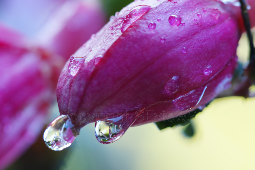 Dew drop flower reflection 
 Reflection within dew water droplet at end of purple flower 
 Keywords: Flower, dew, water droplet, reflection, Camberley garden, Surrey, UK