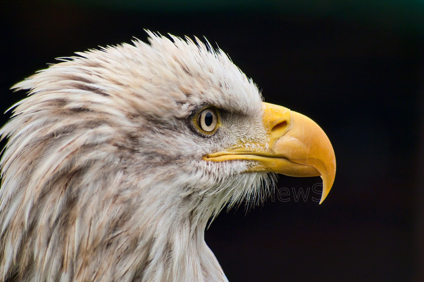 Golden Eagle eye 
 Golden Eagle; eagle eye 
 Keywords: Golden Eagle, eagle eye