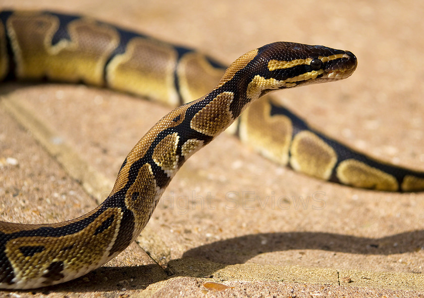 Royal Python0015 
 Royal Python 
 Keywords: Royal Python, Python regius, Juvenile