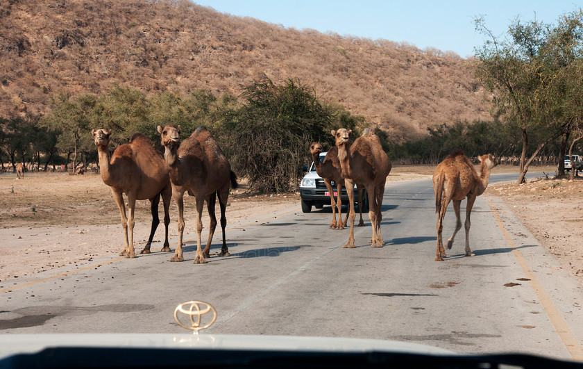 Salalah1297 
 Rocky arid desert landscape, near Salalah, Onam 
 Keywords: Desert rocks, camel roadblock, Salalah, Oman