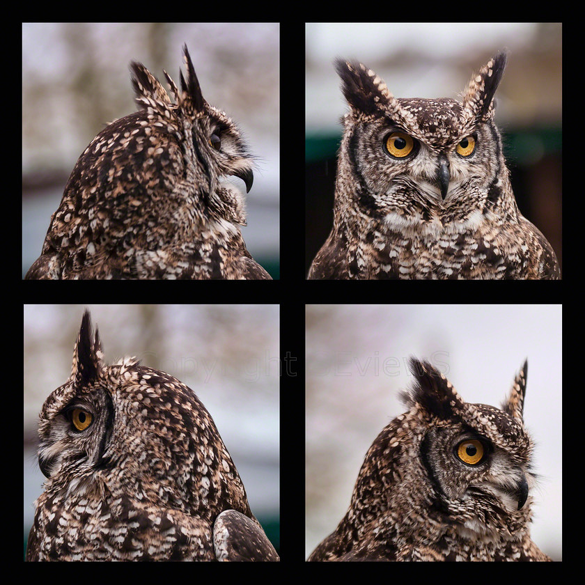 Owl-X4 
 owl; turning head 
 Keywords: owl, turning head, bird of prey centre, Scotland