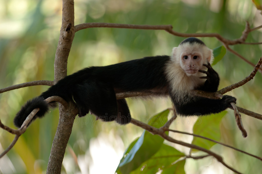 Capuchin monkey6117 
 Capuchin monkey 
 Keywords: Monkey, Costa Rica, Capuchin