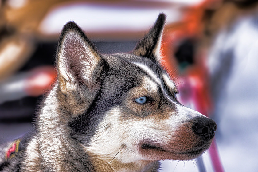 Huskies sharp5176 
 Huskies on dog sledding trip in Finland 
 Keywords: Tervahovi, Finland Husky dog sledding