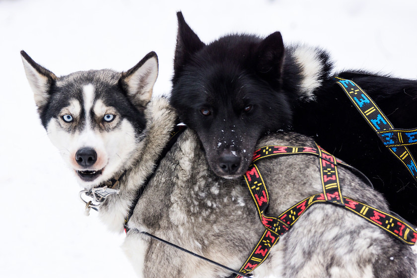 Huskies4896 
 Huskies on dog sledding trip in Finland 
 Keywords: Tervahovi, Finland Husky dog sledding