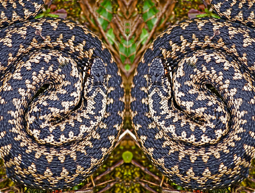 Vipers X2 pattern 
 Symmetrical pattern made trhough repeated duplication of adder shots 
 Keywords: Adder, Pattern, Reptiles, Snakes, Surrey, Symmetry