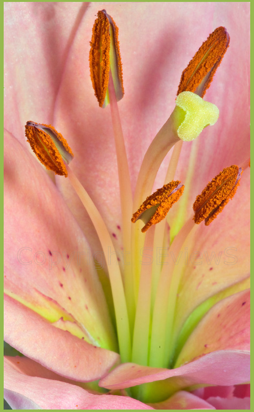 Iris flower4405 
 Close up of Iris flower 
 Keywords: Iris flower, pollen, style, stigma, Stamen, Filament