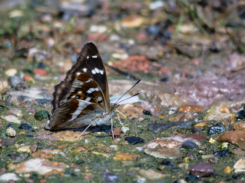 Surrey butterflies0094 
 Purple Emperor Butterfly 
 Keywords: Botany Bay, Tugley Wood, near Chiddingfold, Surrey, UK, Butterfly, Purple Emperor (Apatura iris)