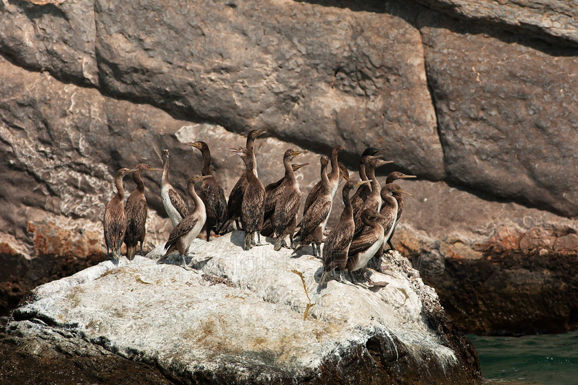 Socotra Cormorants1214 
 Socotra Cormorants on coast near Khasab, Musandam peninsular, Oman 
 Keywords: Socotra Cormorant (Phalacrocorax nigrogularis), Khasab, Musandam, Oman