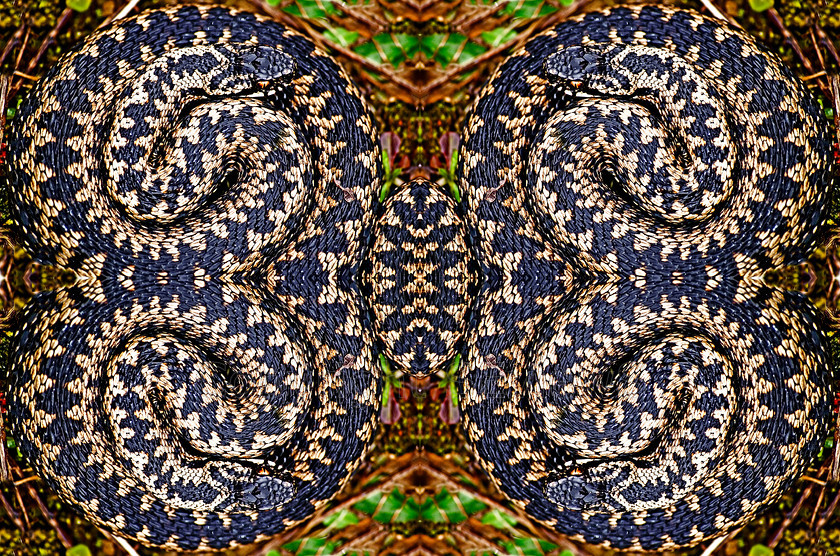 Vipers X4 pattern 
 Symmetrical pattern made trhough repeated duplication of adder shots 
 Keywords: Adder, Pattern, Reptiles, Snakes, Surrey, Symmetry