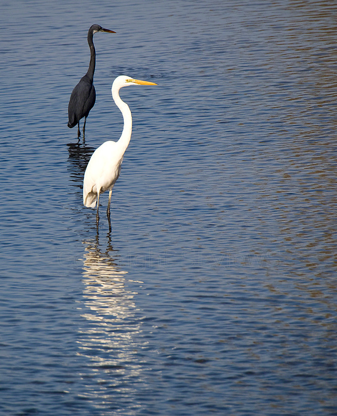 Great White Heron (16) 
 KONICA MINOLTA DIGITAL CAMERA 
 Keywords: black and white, reflections, Beach, Birds, Heron, Muscat, Oman, Sea, Seaside, Dive Club Oman