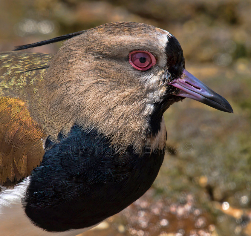 Southern Lapwing 
 Southern Lapwing (Vanellus chilensis) 
 Keywords: Southern Lapwing (Vanellus chilensis), Veracruz beach, Panama