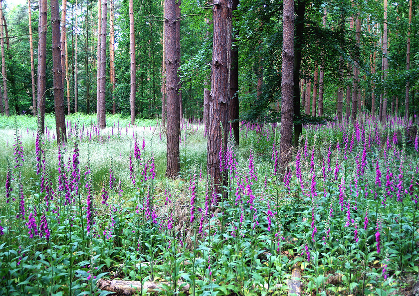 Woods0042 
 Lupin carpet in woods 
 Keywords: Forest, Lupins, Woods