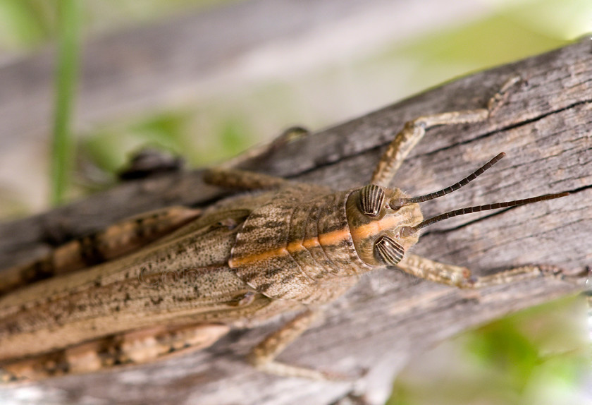 Cricket02889 
 SONY DSC 
 Keywords: Egyptian Locust, Anacridium aegyptium