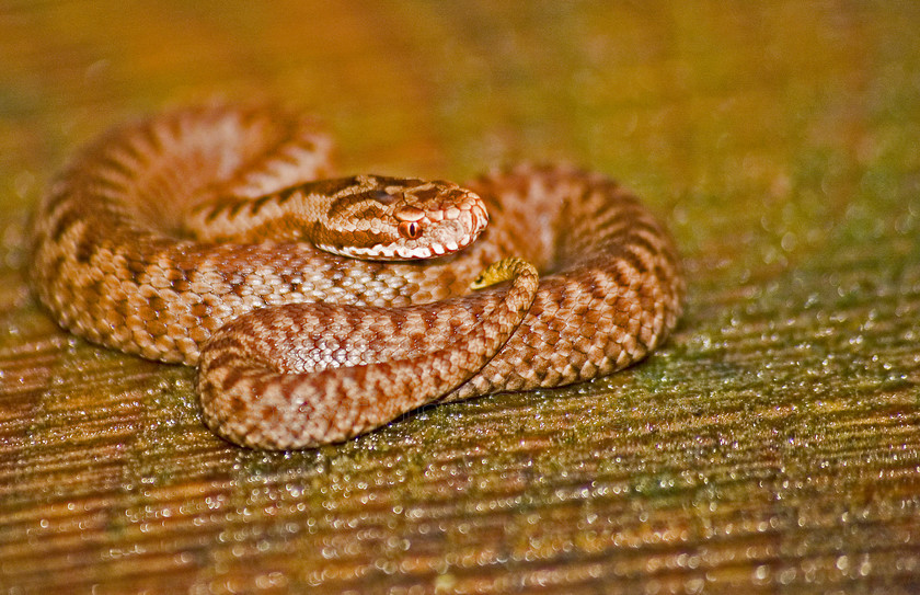 Adder (8) 
 Adder in Surrey woodland 
 Keywords: Adder, Reptile, Snake, Botany Bay, Chiddingfold, Surrey: UK, EU