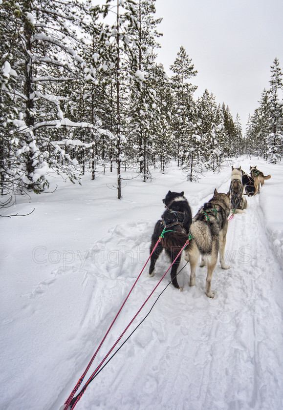 Tervahovi1838 
 Huskies pulling sledge on dog sledding trip on snow and ice around Kalevala, Northern Finland 
 Keywords: Tervahovi, Kalevala, Finland, Huskies