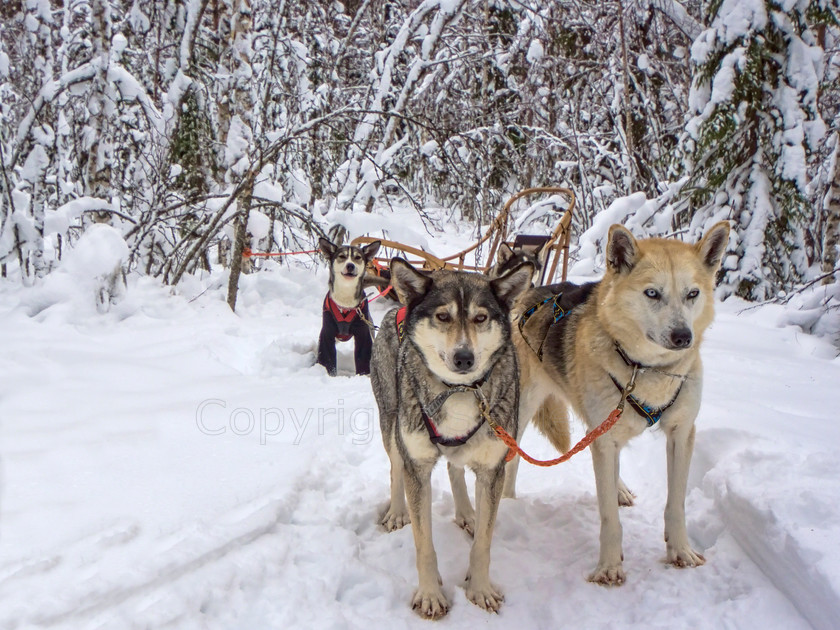 Huskies1943 
 Huskies on dog sledding trip in Finland 
 Keywords: Tervahovi, Finland Husky dog sledding