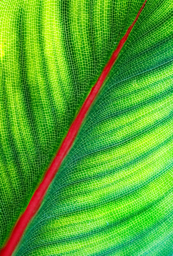 Leaf 
 Large backlit leaf , showing leaf veins patterns , garden in Coulonges les Sablons, France 
 Keywords: Leaf, green, red stem, Large backlit leaf, leaf veins patterns, Coulonges les Sablons, France