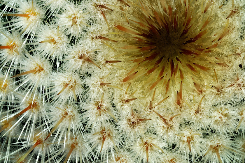 Cactus2 
 Cactus - multiple images focus stacked 
 Keywords: Camberley, Surrey, UK, Cactus