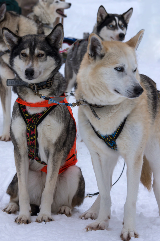 Tervahovi5312 
 Huskies pulling sledge on dog sledding trip on snow and ice around Kalevala, Northern Finland 
 Keywords: Tervahovi, Kalevala, Finland, Huskies