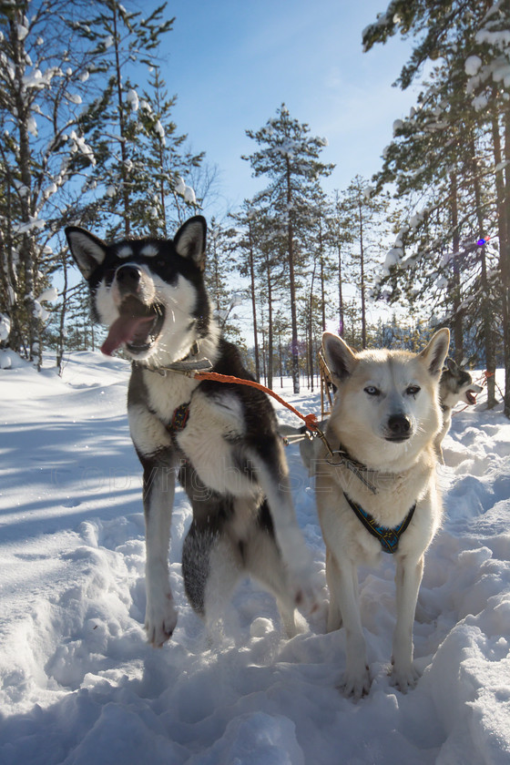 Tervahovi1707 
 Huskies pulling sledge on dog sledding trip on snow and ice around Kalevala, Northern Finland 
 Keywords: Tervahovi, Kalevala, Finland, Huskies