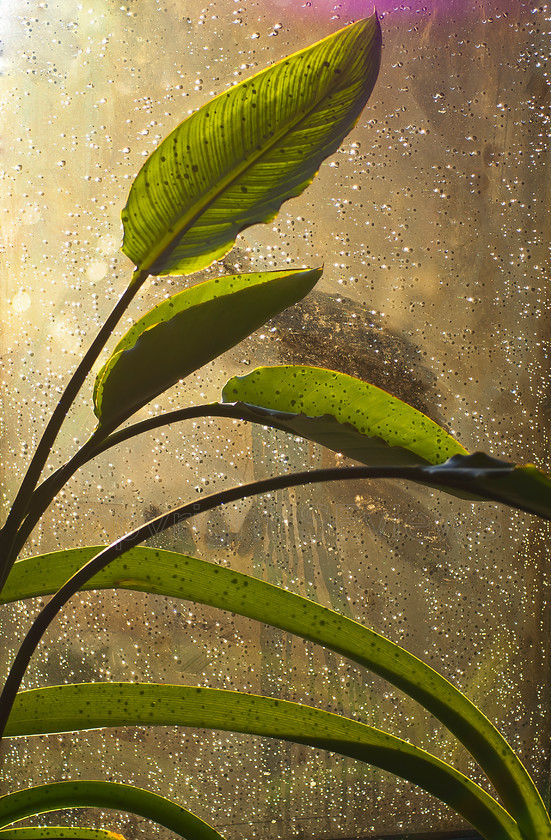 Backlit house plant leaves 
 Backlit house plant leaves with rain drops on window 
 Keywords: Leaf, rain drops, backlit, house plant, window