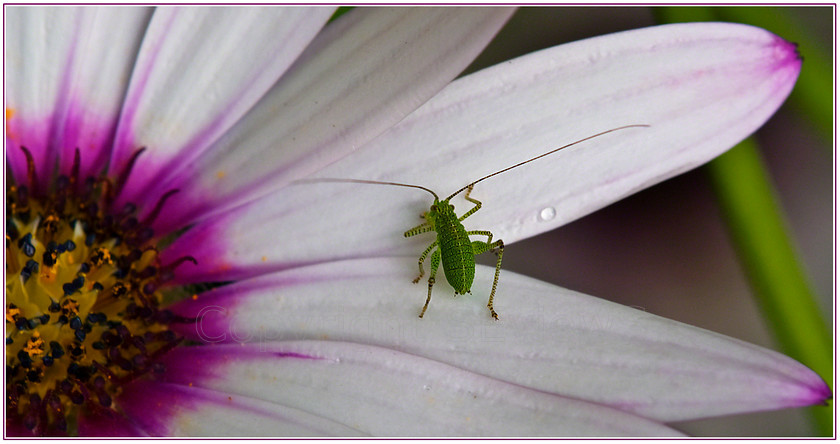 CricketPICT0009 
 Tiny cricket on daisy petal 
 Keywords: cricket, daisy petal, Camberley, Surrey, UK