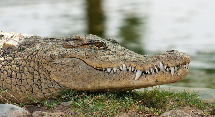 Crocodile1148 
 Crocodile with fly on on tooth, at Ostrich Far, Barka, Oman 
 Keywords: Crocodile, Crocodylus, Crocodile Sweat, Ostrich Farm, Barka, Oman