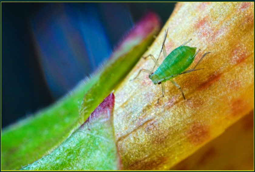 Aphid DSC7540 
 Aphid (greenfly) on small foxglove flower, less than 2mm in lenghth, 5 X magnification 
 Keywords: Aphid, greenfly, foxglove, flower, Aphidoidea, pest