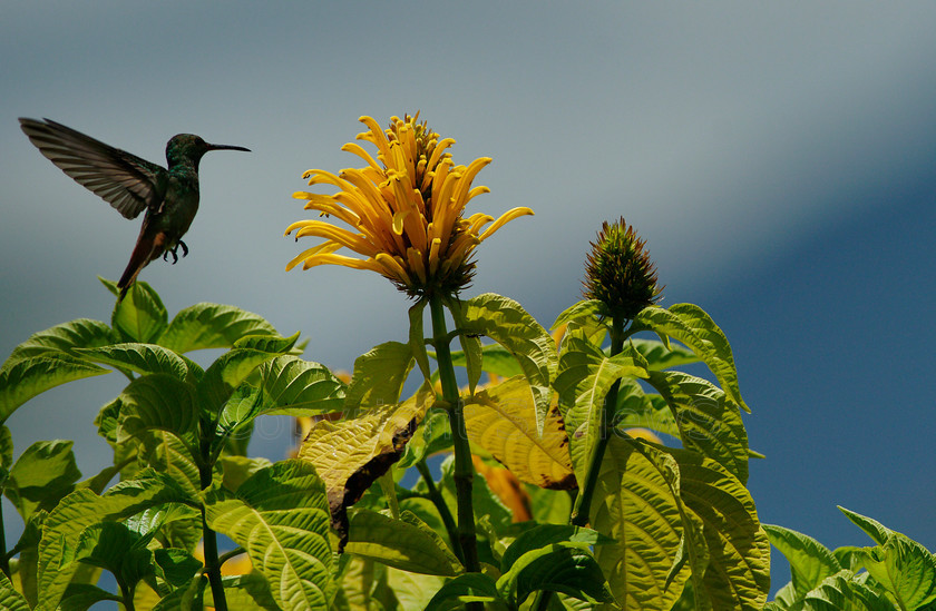 Buff-bellied Hummingbird5943 
 SONY DSC 
 Keywords: Hummingbird, Buff-bellied Hummingbird (Amazilia yucatanensis), Costa Rica, Central America, Pacific Coast