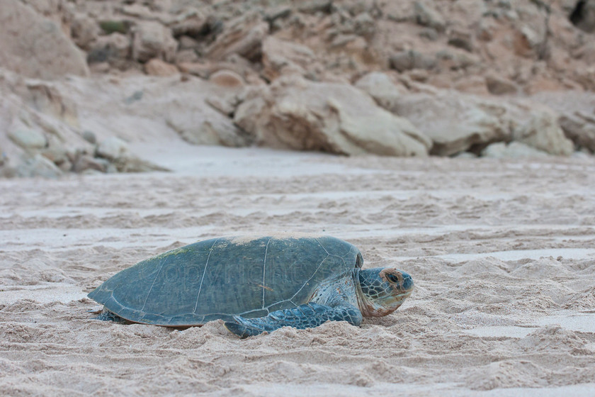 Green Sea Turtles 1517 
 Green Sea Turtle struggling to get back to sea after laying eggs on Ras Al Had beach overnight 
 Keywords: Green Sea Turtle, Chelonia mydas, Ras Al Had, Oman