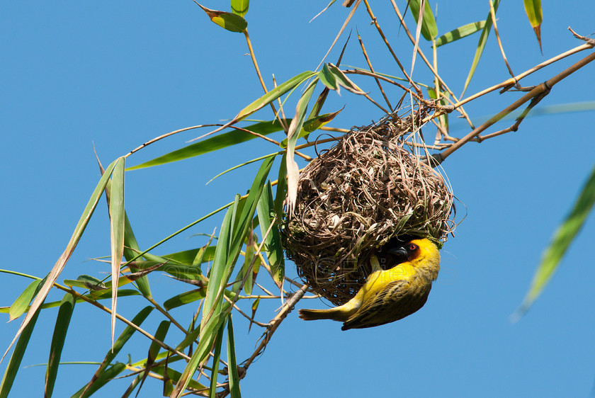 Southern Masked Weaver1381 
 SONY DSC 
 Keywords: Southern Masked Weaver, African Masked Weaver, Ploceus velatus, Salalah, Oman