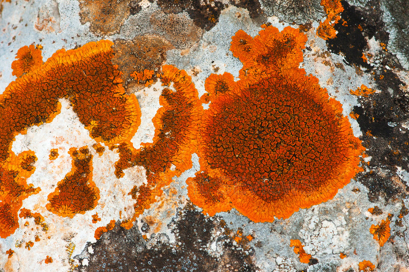 Orange lichen patterns 
 Orange lichen patterns 
 Keywords: Orange, lichen, patterns