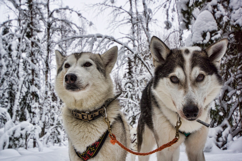 Huskies1901 
 Huskies on dog sledding trip in Finland 
 Keywords: Tervahovi, Finland Husky dog sledding