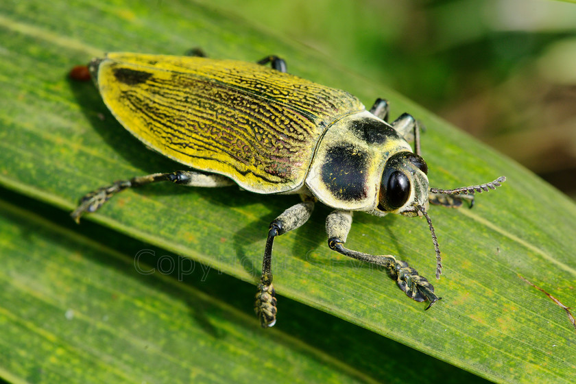 Giant Metallic Ceiba Borer5919 
 Bupestrid Beetle 
 Keywords: Bupestrid Beetle, Giant Metallic Ceiba Borer, Costa Rica, Central America, Pacific Coast