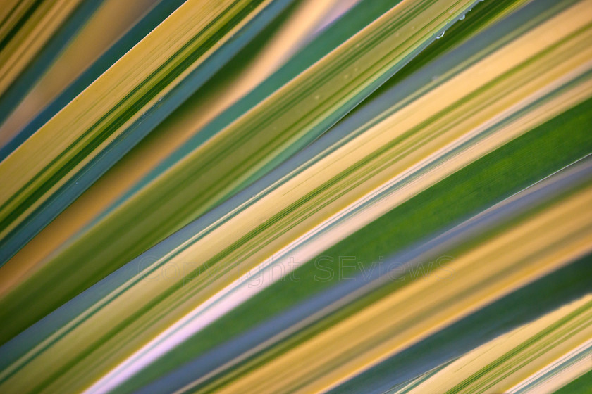 green Iris leaves 
 Iris leaves 
 Keywords: iris leaves