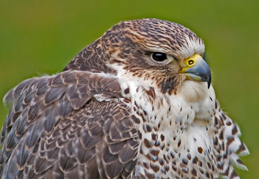 Laggar Falcon55 
 KONICA MINOLTA DIGITAL CAMERA 
 Keywords: Laggar Falcon (Falco juggar), bird of prey centre, Scotland