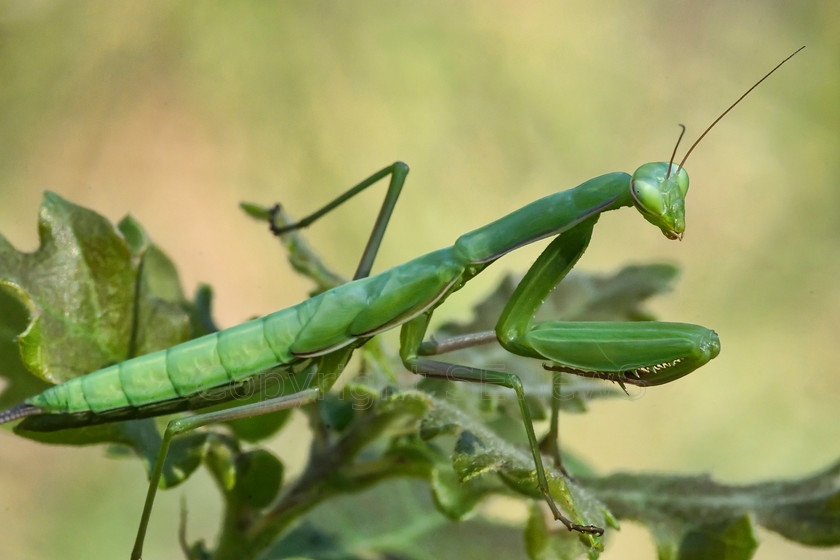 Praying Mantis7726 
 Mantis religiosa 
 Keywords: Mantis religiosa, praying mantis, Eygaliers, Drome, France