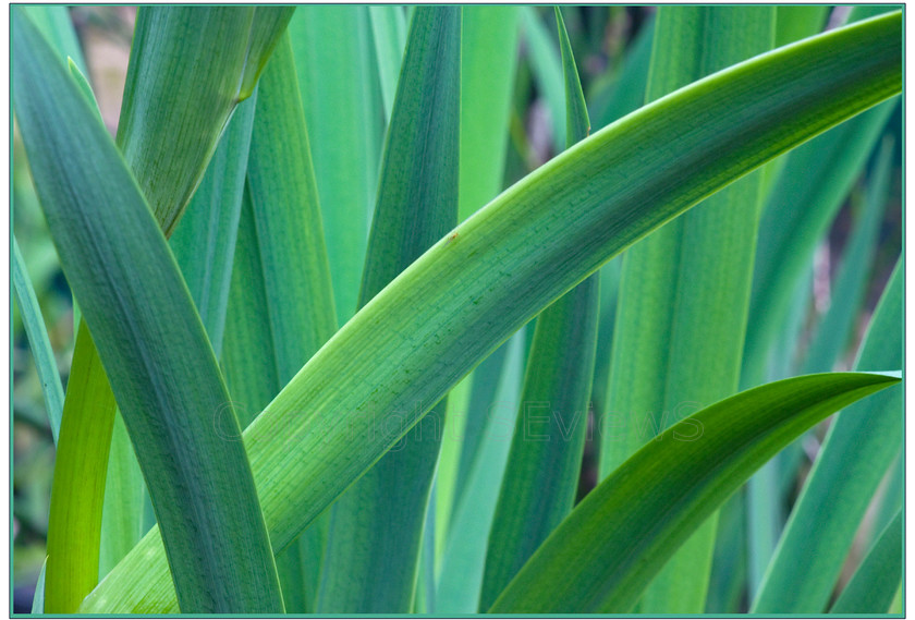 Iris leavesDSC02319 
 Iris leaves 
 Keywords: Iris leaves, Camberley, Surrey, UK