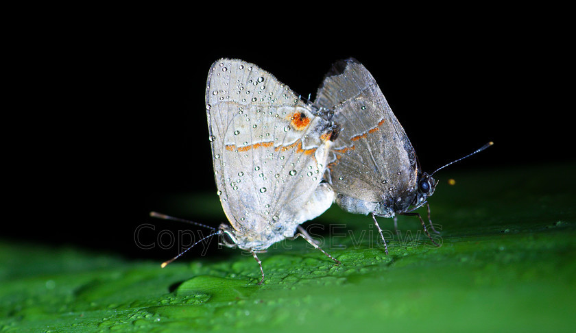 Butterfly5793 
 SONY DSC 
 Keywords: Butterfly, Costa Rica, Central America, Pacific Coast