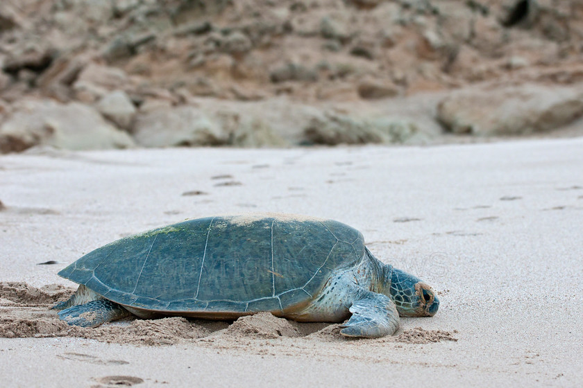 Green Sea Turtles 1541 
 Green Sea Turtle struggling to get back to sea after laying eggs on Ras Al Had beach overnight 
 Keywords: Green Sea Turtle, Chelonia mydas, Ras Al Had, Oman