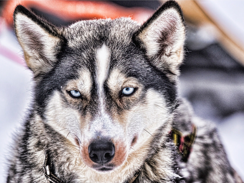 Huskies sharp5174 
 Huskies on dog sledding trip in Finland 
 Keywords: Tervahovi, Finland Husky dog sledding