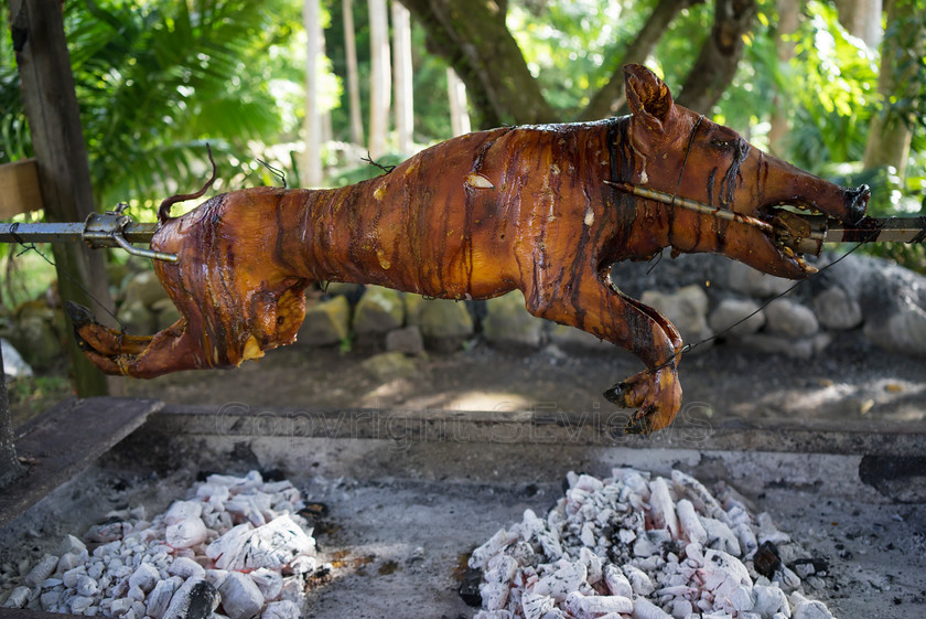 Skewered pig0795 
 Whole pig on skewerover barbecue fire 
 Keywords: St Kitts & Nevis, Hermitage Plantation Inn: Pond Hill, Nevis, Caribbean, pigroast